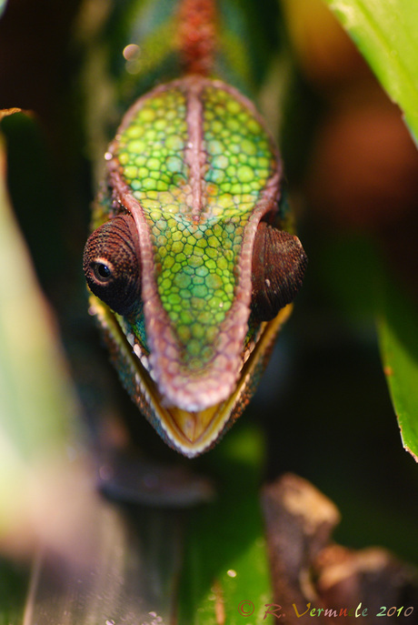 le caméléon