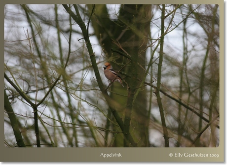 Appelvink-01