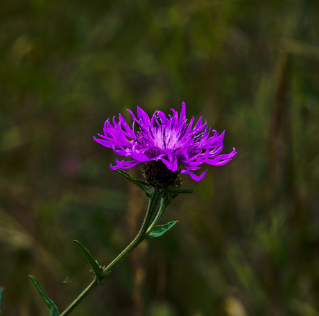 Distel bloem