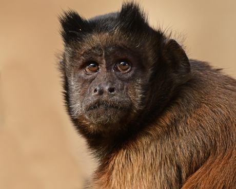 seksuele dimorfie #14