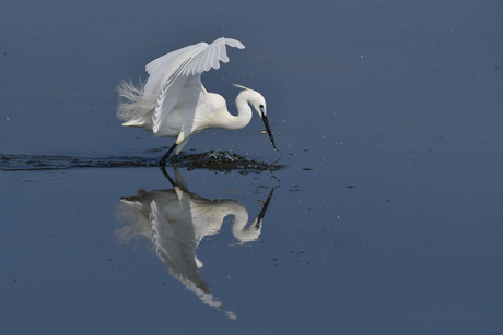 Kleine Zilverreiger, lekker visje