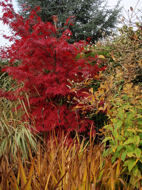 herfstkleuren