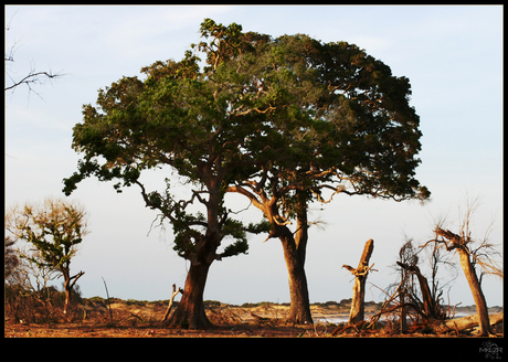 Tree Of Life