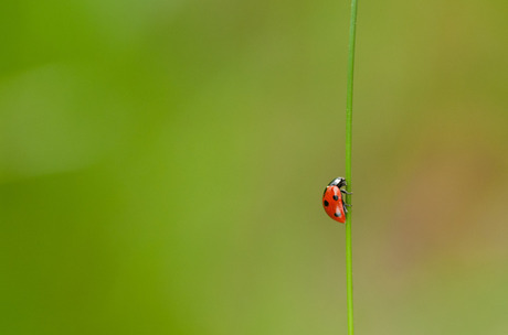 Ladybug