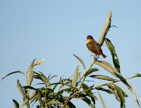 Vroege Vogel