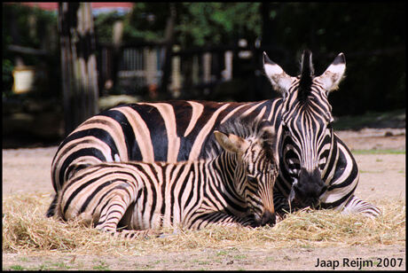 Zebra met jong