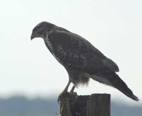 Buizerd