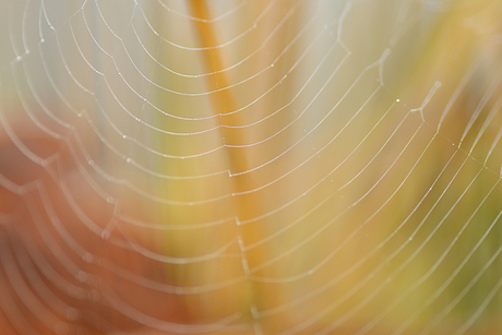 spinnenweb in herfstkleuren