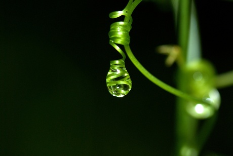 Costa Rica Forest Drop