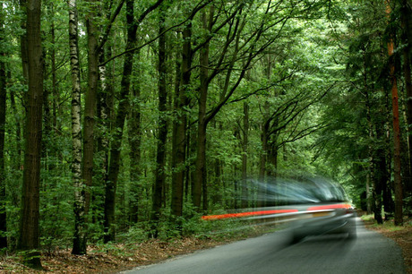 Fast car in the woods