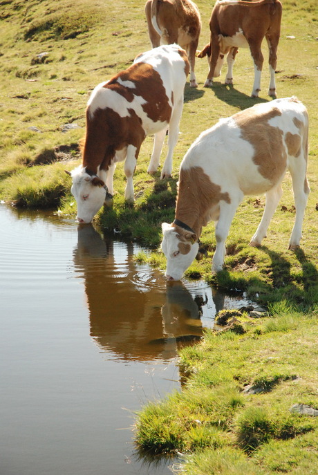 Drinkende koeien