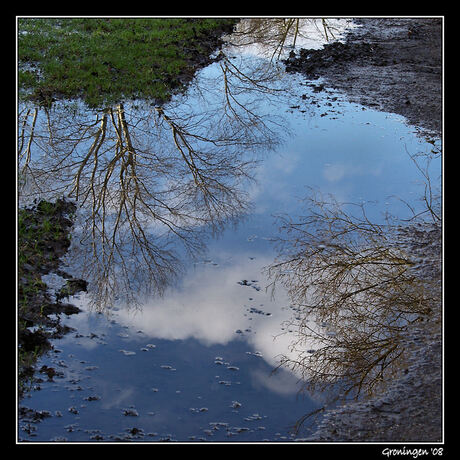 gespiegelde bomen