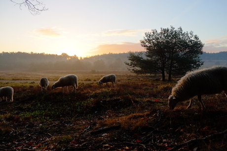 Beekbergse schapen aan het ontbijt