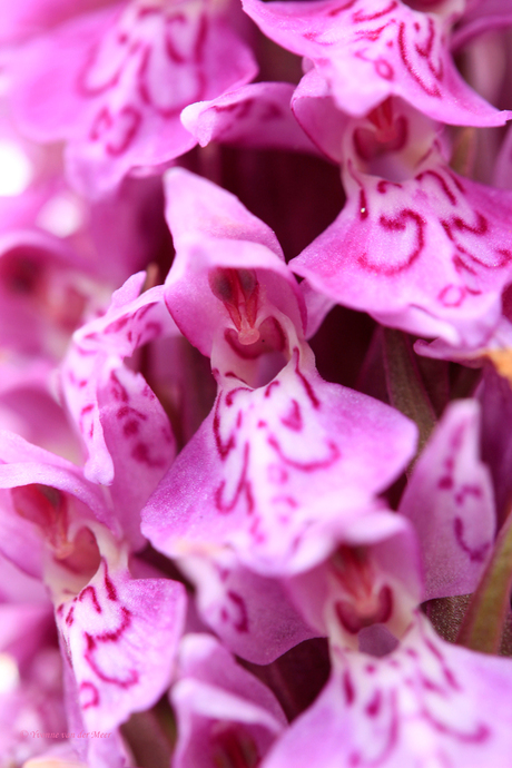 Wilde orchidee