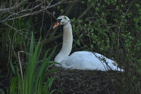 Moeder zwaan op het nest.