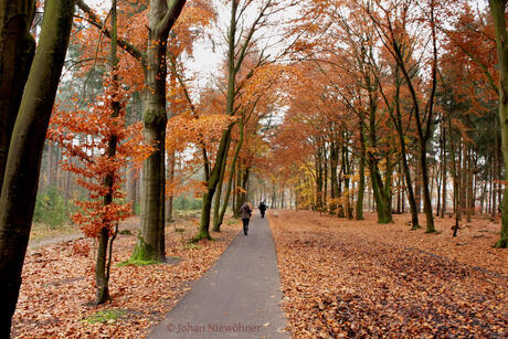 A walk in the forest