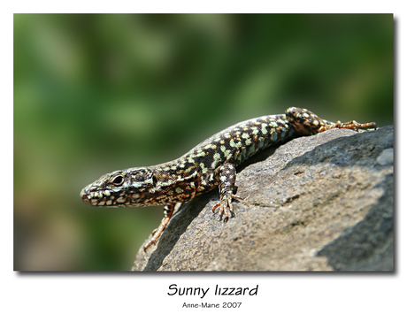 Lizzard