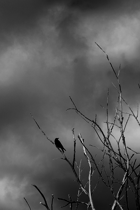 Brenger van slecht weer