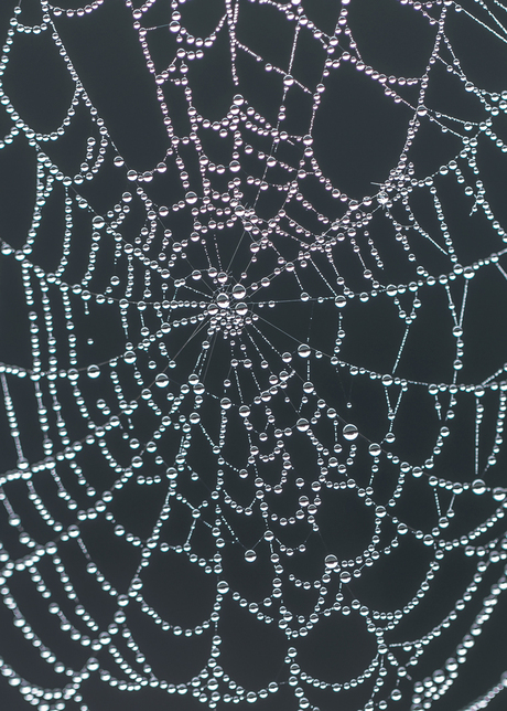 Liquid Pearls