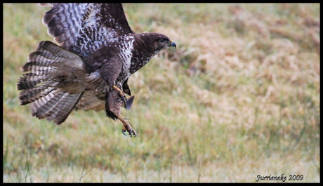 buizerd in de vlucht 2