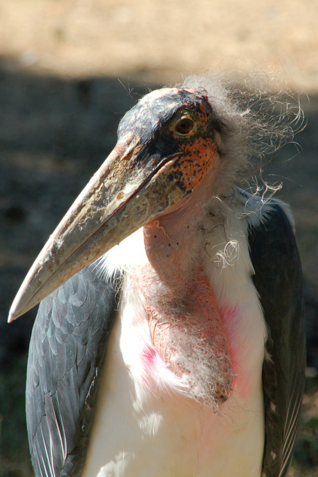 Lelijke vogel??