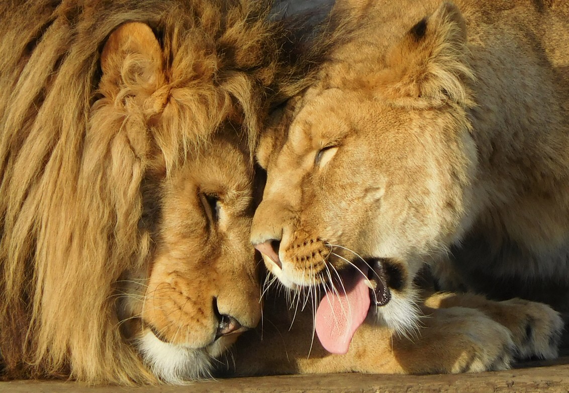 Leeuwen liefde - 27-12-2016, Safaripark Beeksebergen. 
Mijn mooiste foto van de dag. :) - foto door DavidSpaans op 28-12-2016 - deze foto bevat: dierentuin, leeuw, afrika, wildlife, safaripark, beeksebergen, hilvarenbeek