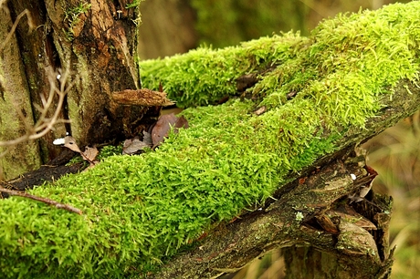 De natuur woekerd voort