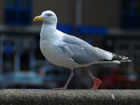 Birdwalk