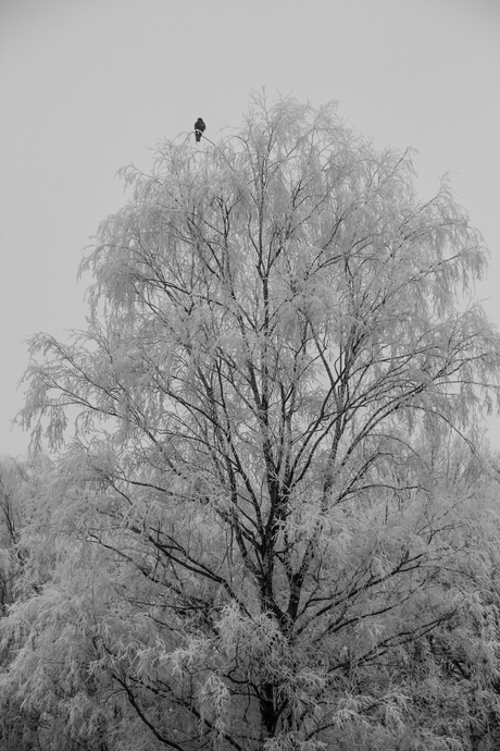 Op de uitkijk in een witte boom