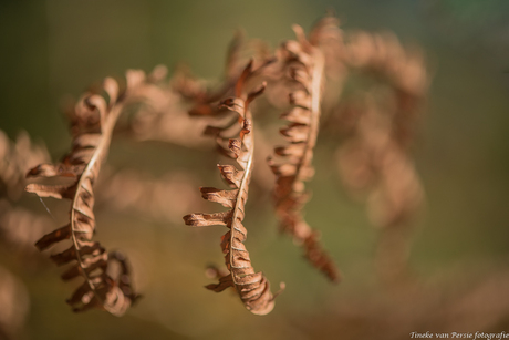 Goude kleuren in het bos