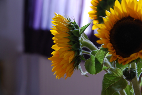 SUNFLOWERS