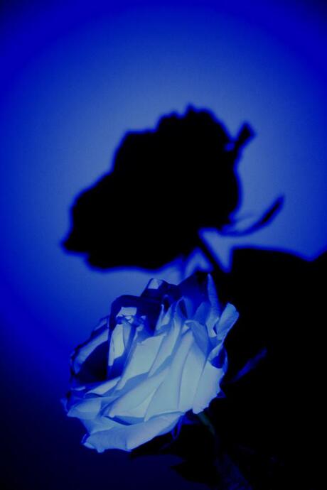 Blue Rose