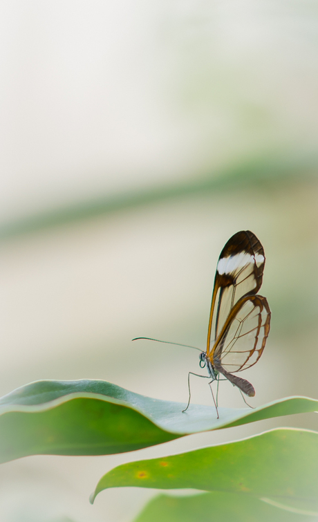 Het zoomdag vlindertje