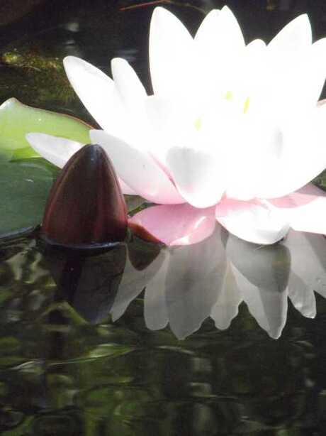 Waterlelie 02 Weerspiegeling