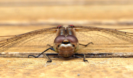 Bruinrode heidelibel