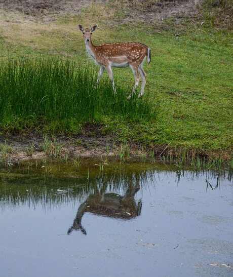 weerspiegeling