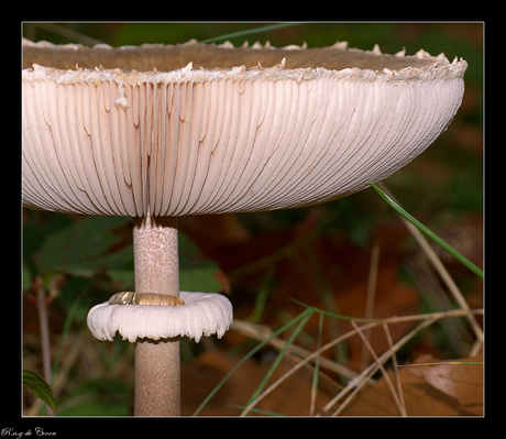 Grote Parasol!