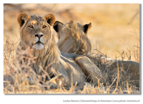 Curles and manes