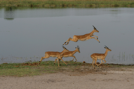 Namibië-7637-A.jpg