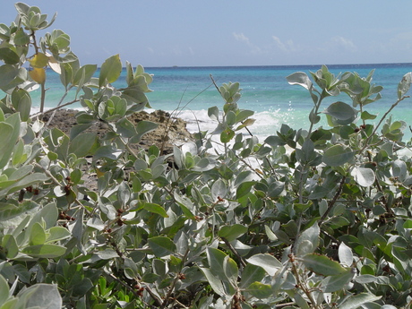 Playa del Carmen coast