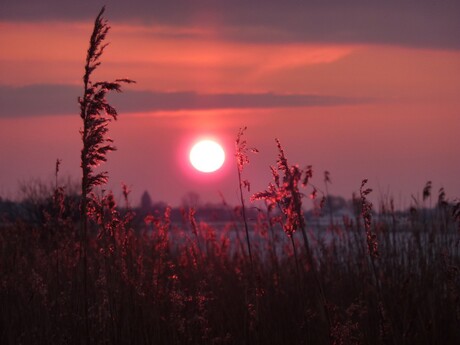 Rood riet