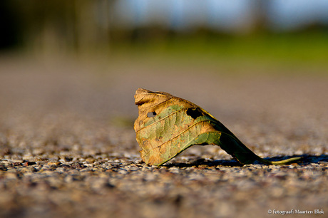 Blad op de weg