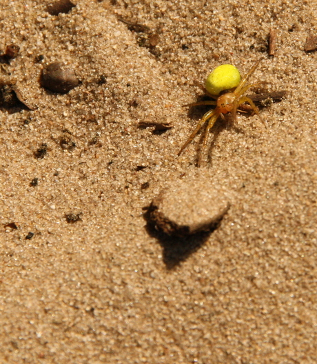 Raar spinnetje in de Marokkaanse woestijn