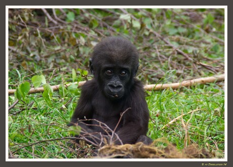 01 Jonge Gorilla_BurgersZoo.jpg