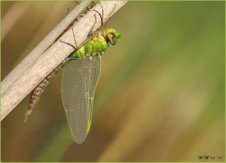 Grote Keizerlibel(Anax imperator)