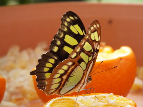 Blijdorp, Vlindertuin