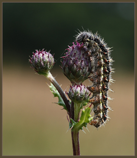 Rups distelvlinder