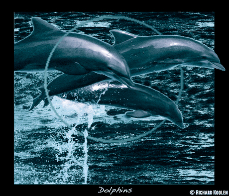 dolfijnen bewerkt