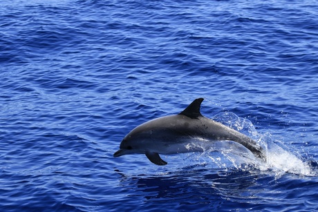 Dolfijn op Tenerife