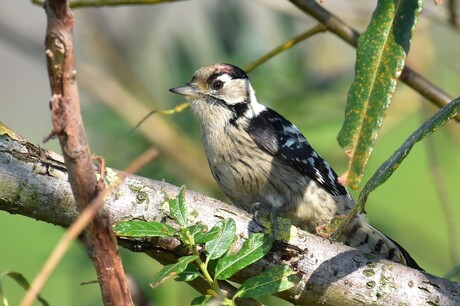 De kleine bonte